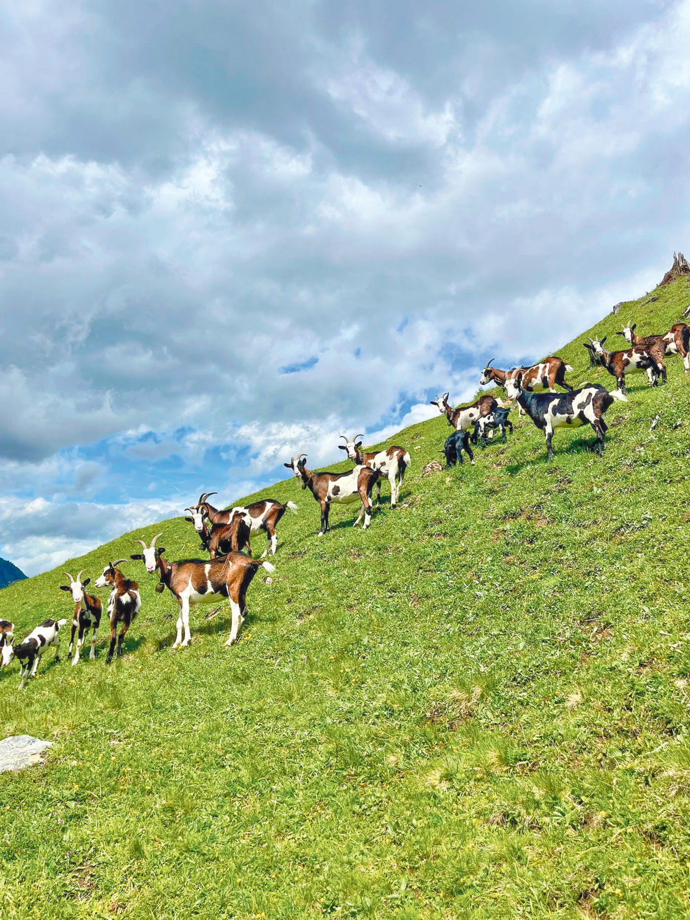 Viel Herzblut für die Zucht und Berglandwirtschaft.jpg © Hofer