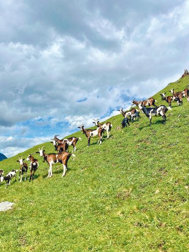 Viel Herzblut für die Zucht und Berglandwirtschaft.jpg © Hofer