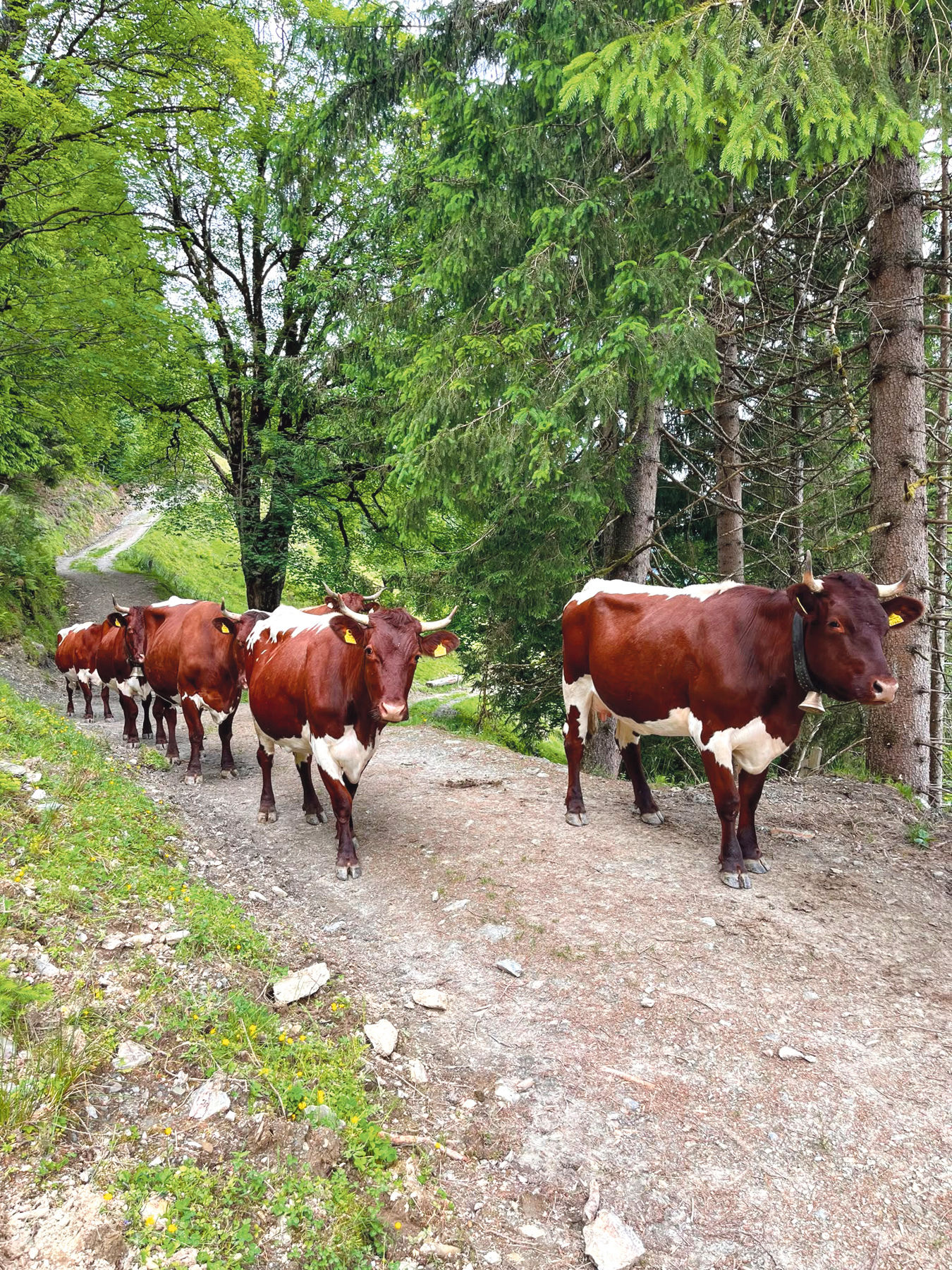 Viel Herzblut für die Zucht und Berglandwirtschaft.jpg © Hofer