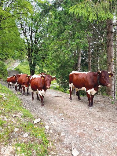 Viel Herzblut für die Zucht und Berglandwirtschaft.jpg © Hofer