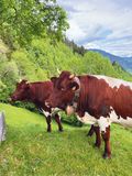 Viel Herzblut für die Zucht und Berglandwirtschaft.jpg © Hofer