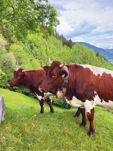 Viel Herzblut für die Zucht und Berglandwirtschaft.jpg © Hofer