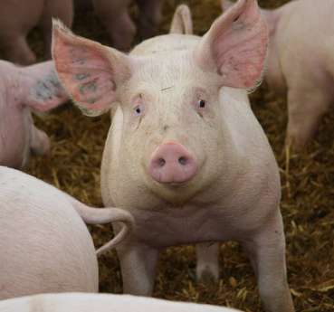 Schweine (c)Paula Pöchlauer-Kozel-LK Niederösterreich.jpg © Paula Pöchlauer-Kozel, LK NÖ