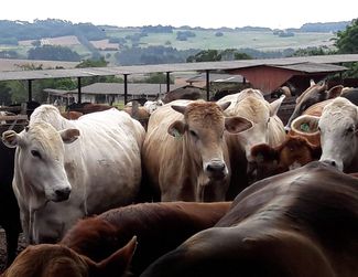Brasilien Feedlot © LKÖ7Jung-Leithner