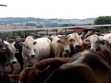 Brasilien Feedlot © LKÖ7Jung-Leithner