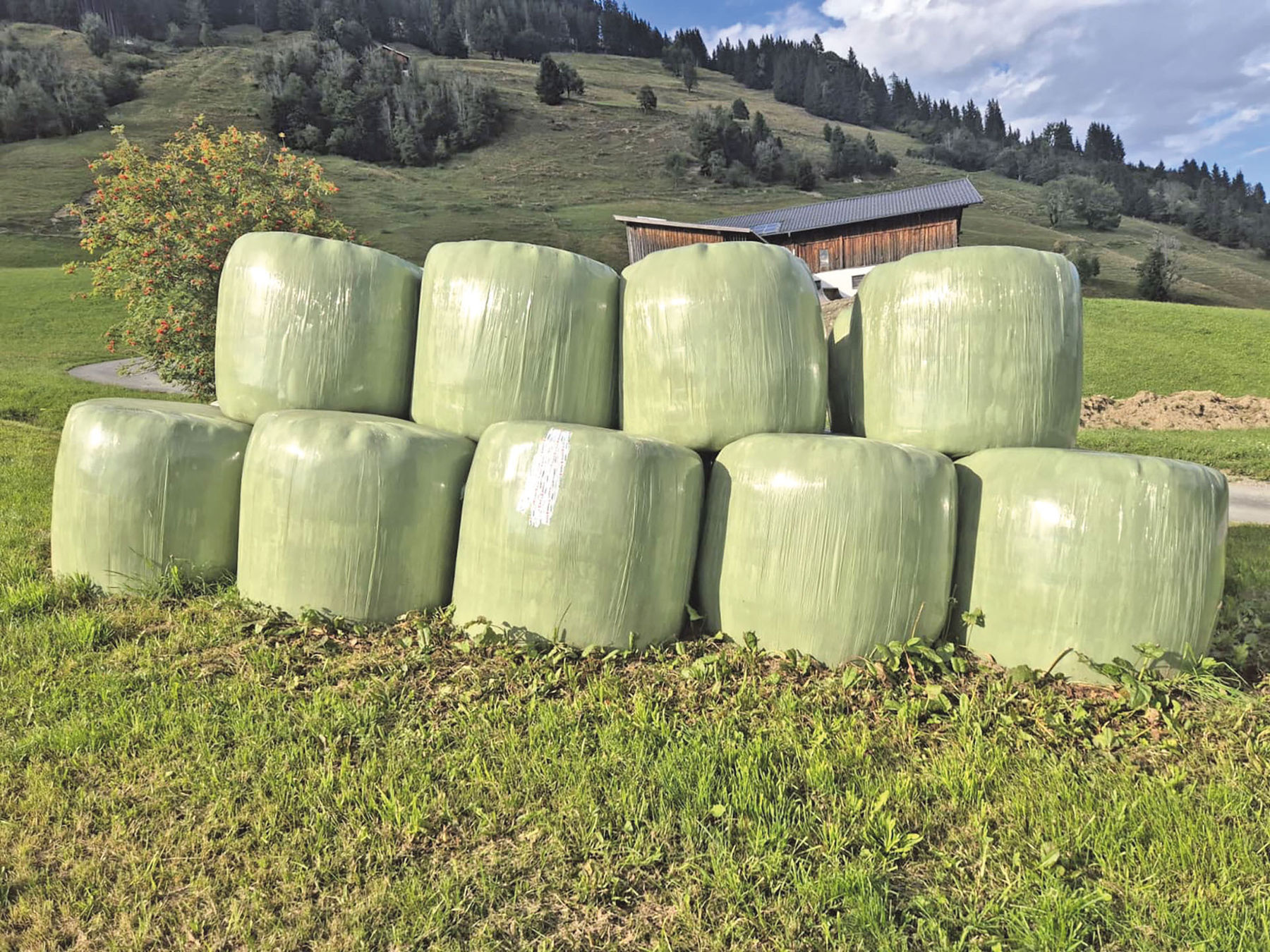 Futtermangel:  Wie lassen sich  Rationen strecken?.jpg © Berger