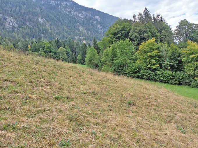 Engerlingsschäden am dürregeplagten  Grünland im Salzburger Land.jpg © Neudorfer