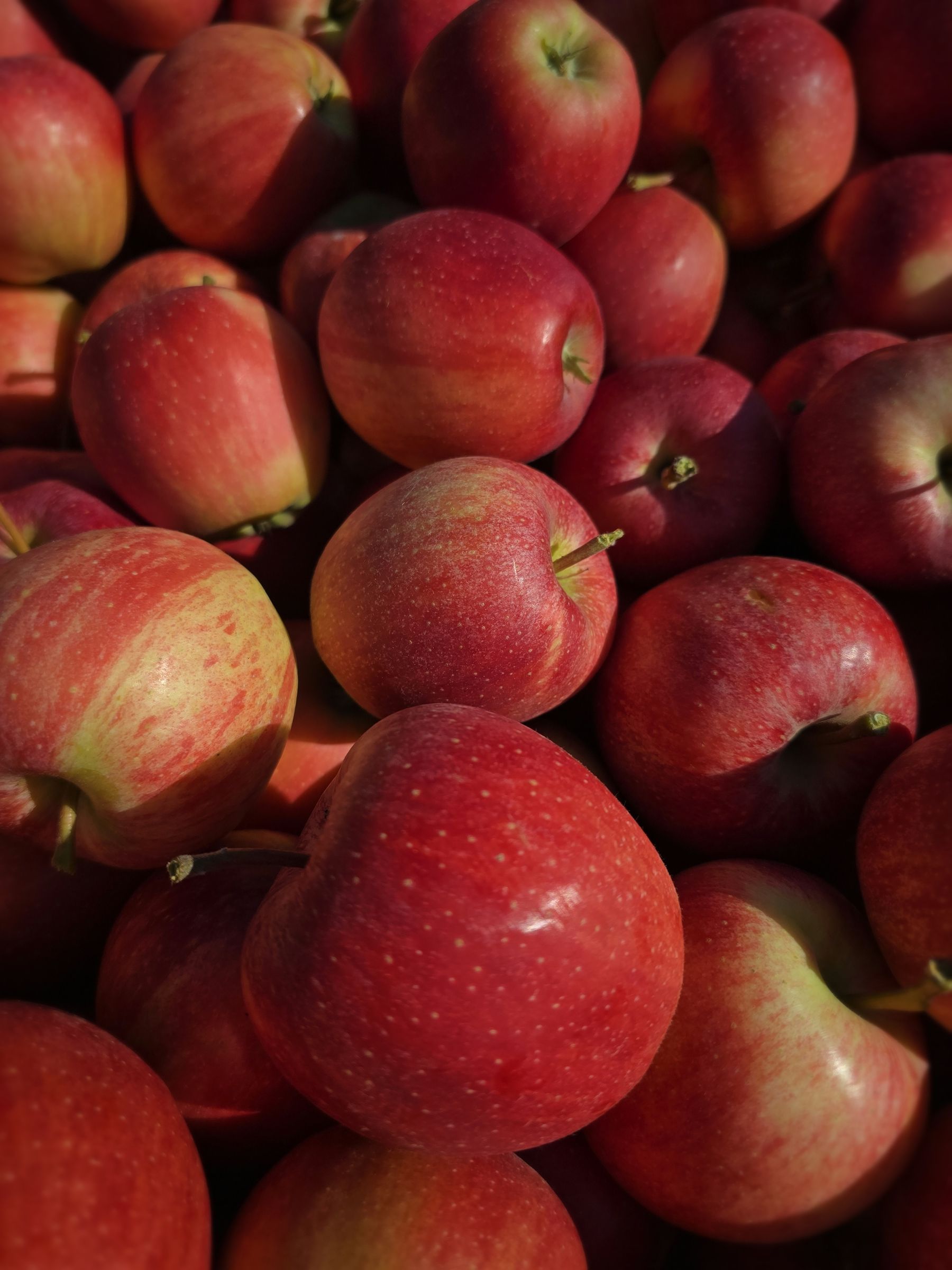 Äpfel in Kiste .jpg © LKBgld_Tesch-Wessely