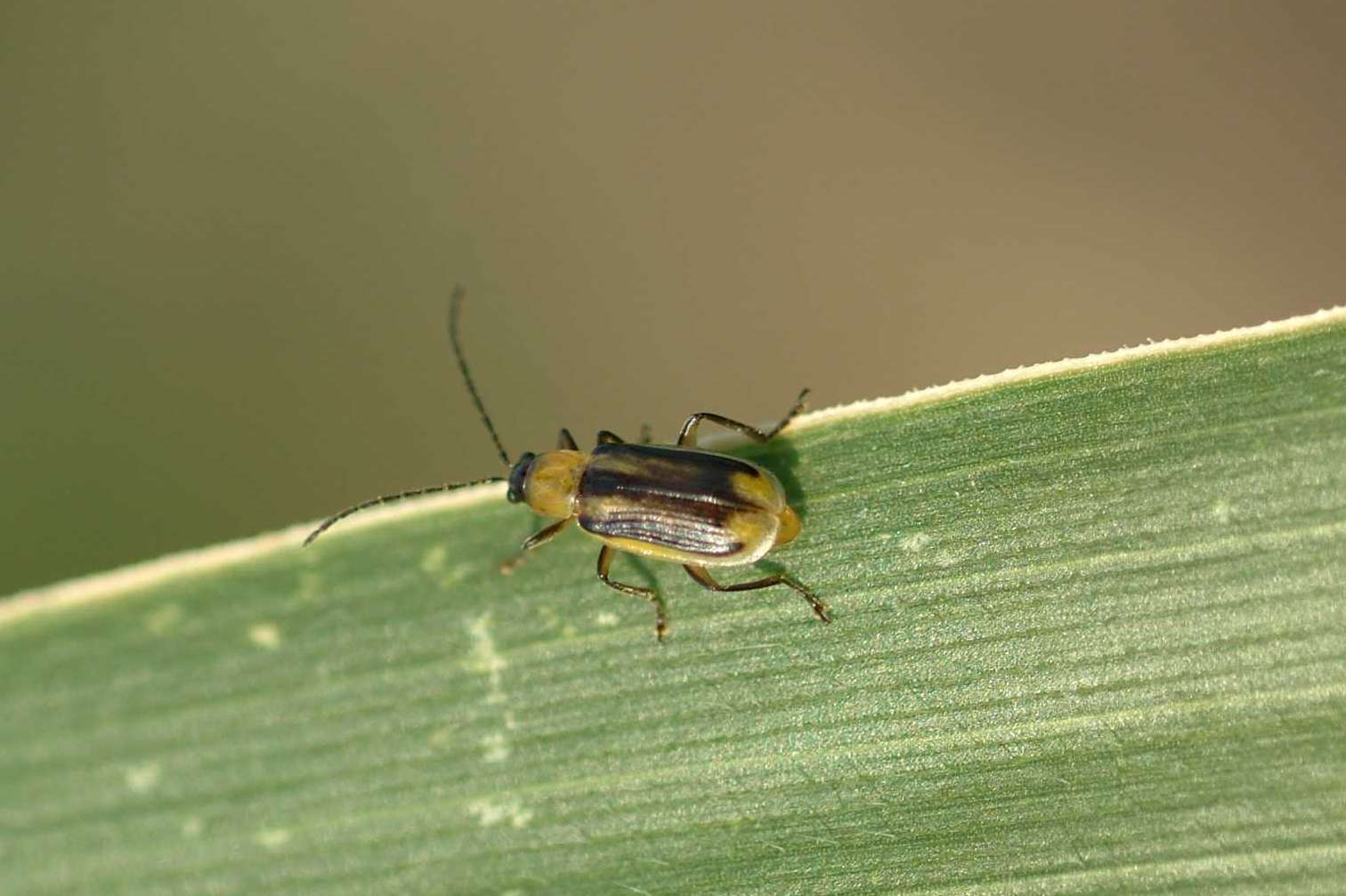 Diabrotica-Käfer 3.jpg © LK OÖ/Köppl