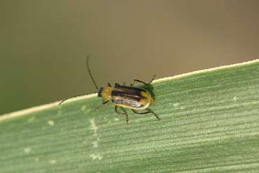 Diabrotica-Käfer 3.jpg © LK OÖ/Köppl