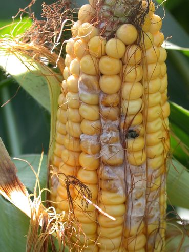 Mais-Fusariumkolben.jpg © LK OÖ/Köppl