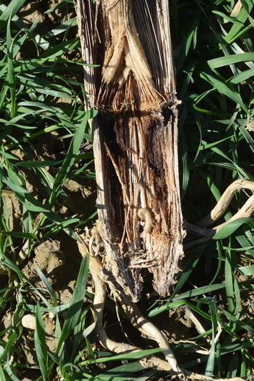 Mais-Zünslerraupe in Stängel.jpg © LK OÖ/Köppl