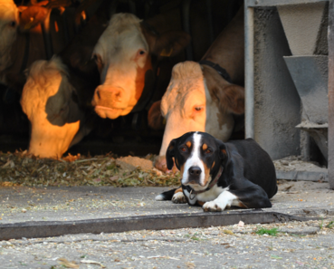 Hund.png © Adobe Stock/flipolino