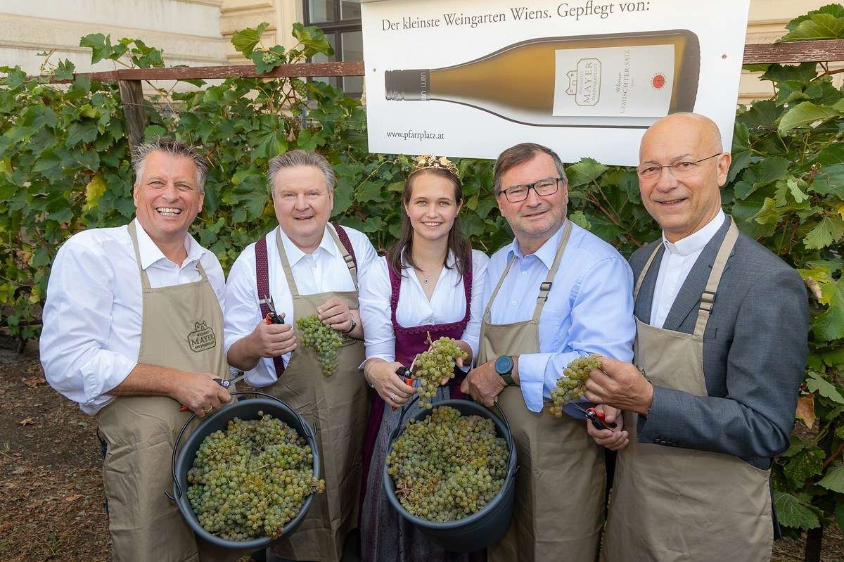 Weinlese am Schwarzenbergplatz 2026 .jpg © Harald Klemm / Landwirtschaftskammer Wien