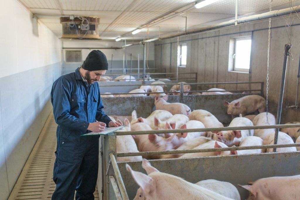 Schweinebauer im Stall mit Schweinen © fraukoeppl