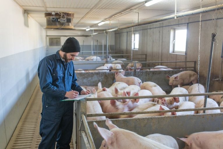 Schweinebauer im Stall mit Schweinen © fraukoeppl
