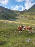 Rantental Tiere.jpg © Mooslechner