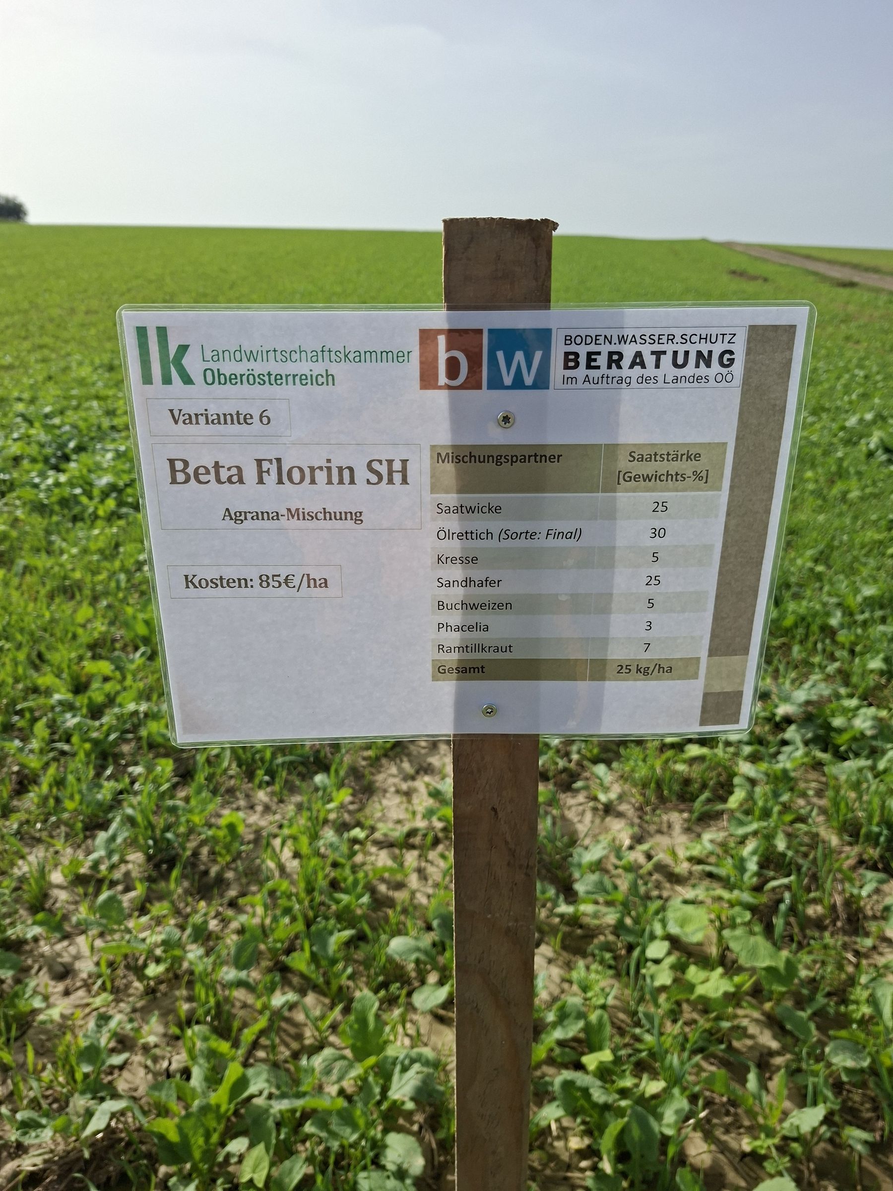 Aktueller Entwicklungsstand des Zwischenfruchtversuchs in Waizenkirchen. Anlage erfolgte am 24.07. im kombinierten Anbau. Anfang Juli wurden 1500 kg Mischkalk flach eingearbeitet und unmittelbar vor dem Anbau erfolgte eine Güllegabe und dessen Einarbeitung. Je nach Variante finden sich unterschiedliche Bodenbedeckungsgrade und dementsprechend besser Unkrautunterdrückung.  © BWSB