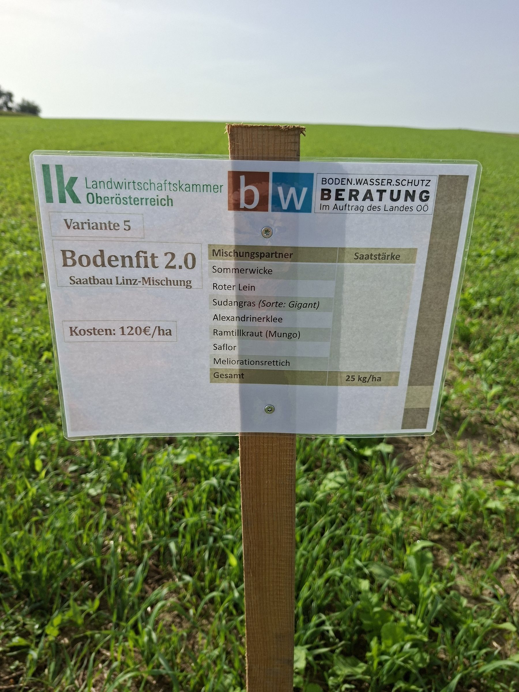 Aktueller Entwicklungsstand des Zwischenfruchtversuchs in Waizenkirchen. Anlage erfolgte am 24.07. im kombinierten Anbau. Anfang Juli wurden 1500 kg Mischkalk flach eingearbeitet und unmittelbar vor dem Anbau erfolgte eine Güllegabe und dessen Einarbeitung. Je nach Variante finden sich unterschiedliche Bodenbedeckungsgrade und dementsprechend besser Unkrautunterdrückung.  © BWSB
