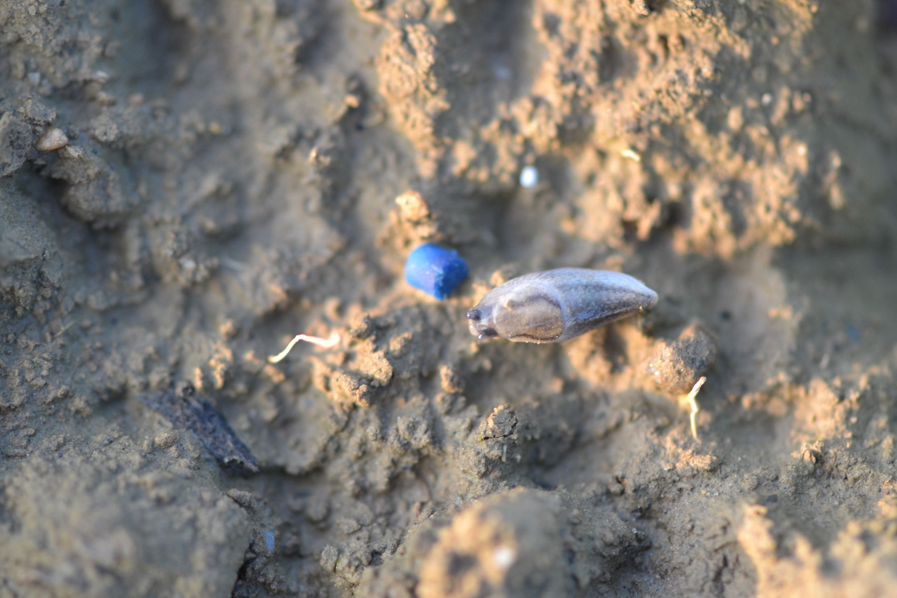 Raps-Schnecke vor Schneckenkorn.jpg © LK OÖ/Köppl