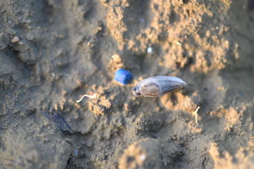 Raps-Schnecke vor Schneckenkorn.jpg © LK OÖ/Köppl