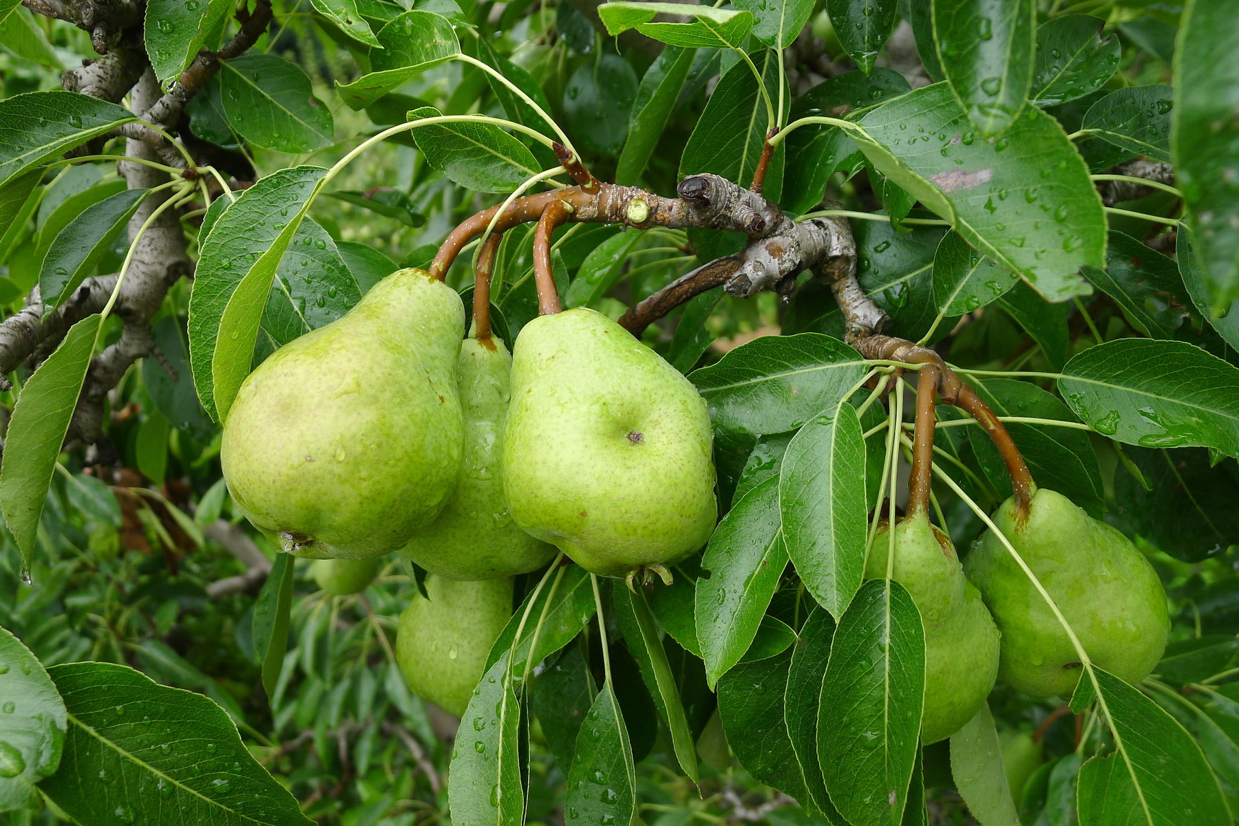 Wanzenschäden bei Birne .jpg © LK Steiermark