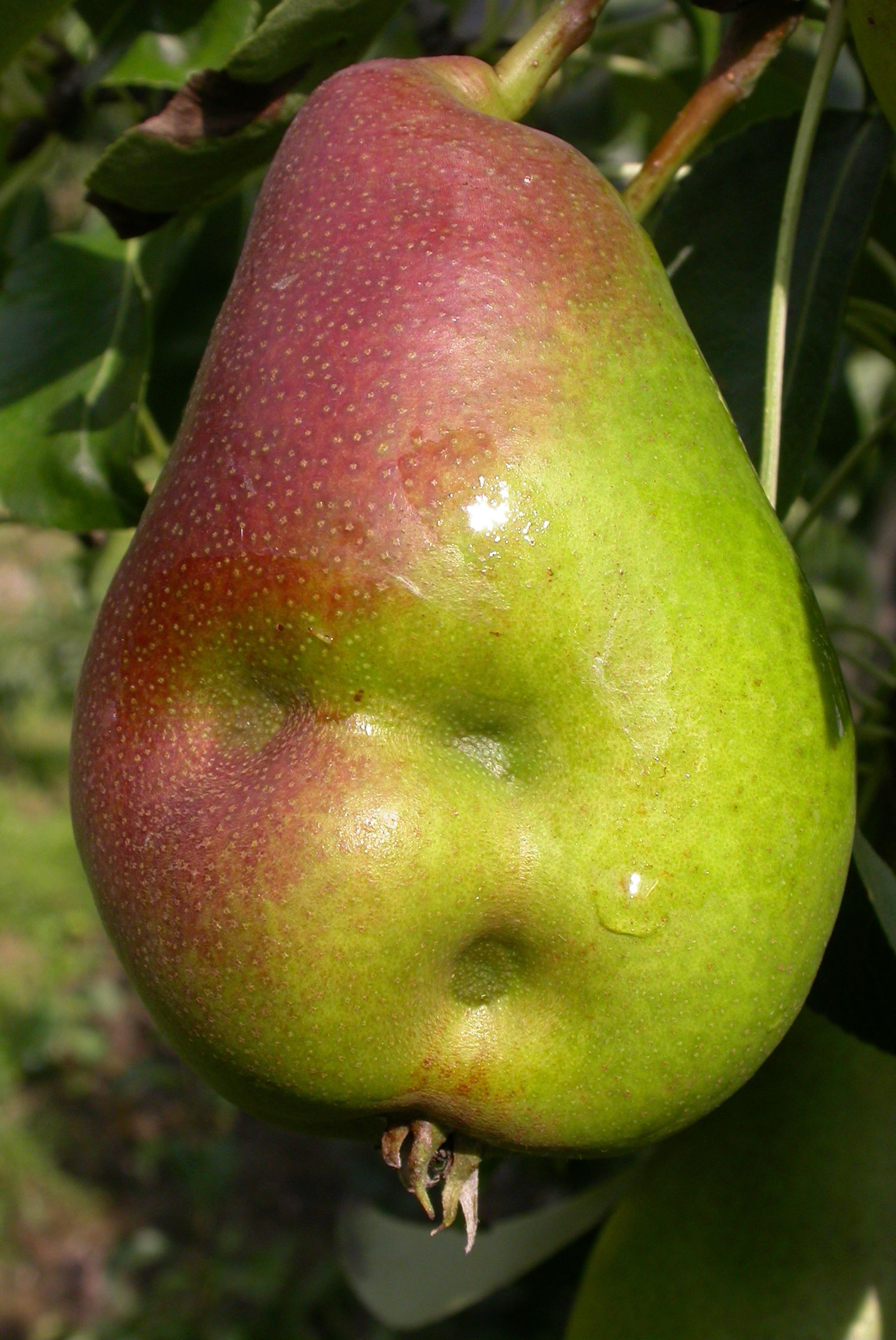 Viröse Steinfrüchtigkeit Birne.jpg © LK Steiermark