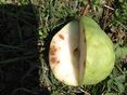 Ca-Mangel bei Birne innen - Stippe © LK Steiermark