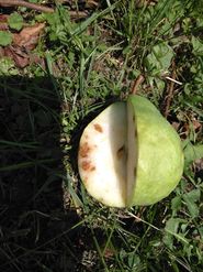 Ca-Mangel bei Birne innen - Stippe.jpg © LK Steiermark