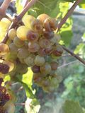 Hagelschaden an Wein in NÖ 2026.jpg © ÖHV
