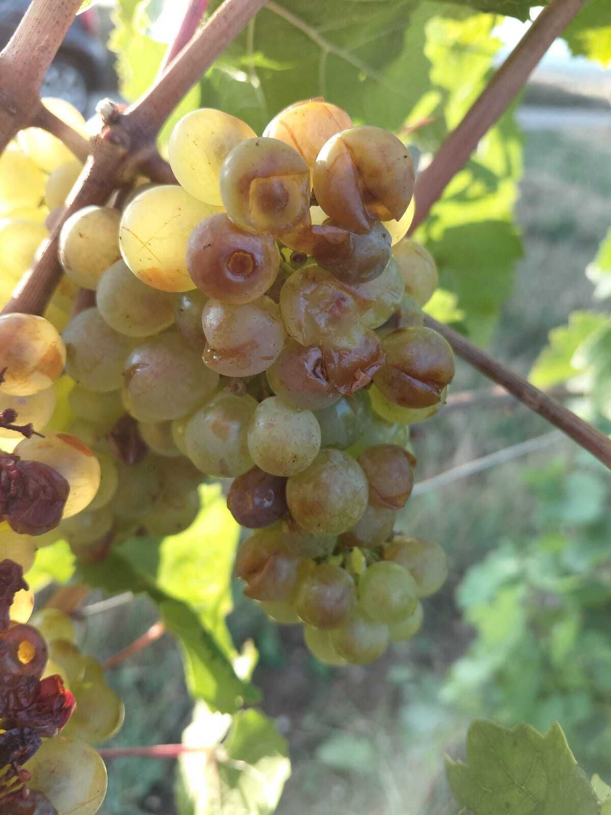 Hagelschaden an Wein in NÖ 2026.jpg © ÖHV