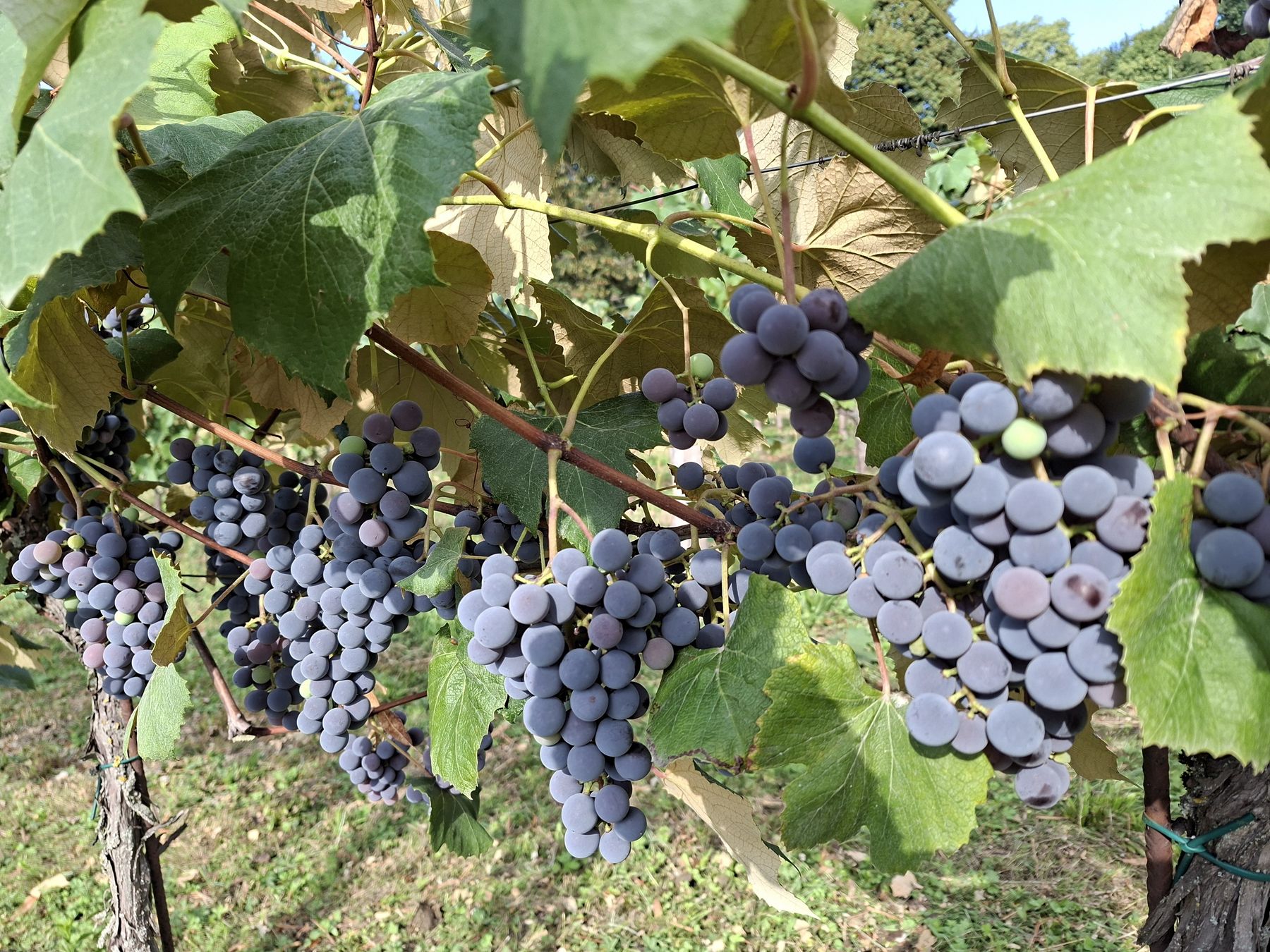 PK Weinlese LK OÖ (4).jpg © Landwirtschaftskammer OÖ