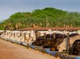 Kühe Brasilien ©AdobeStock (Mittel) © Adobe Stock