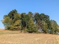 Verfärbte Laubbäume © LK Steiermark-Musch