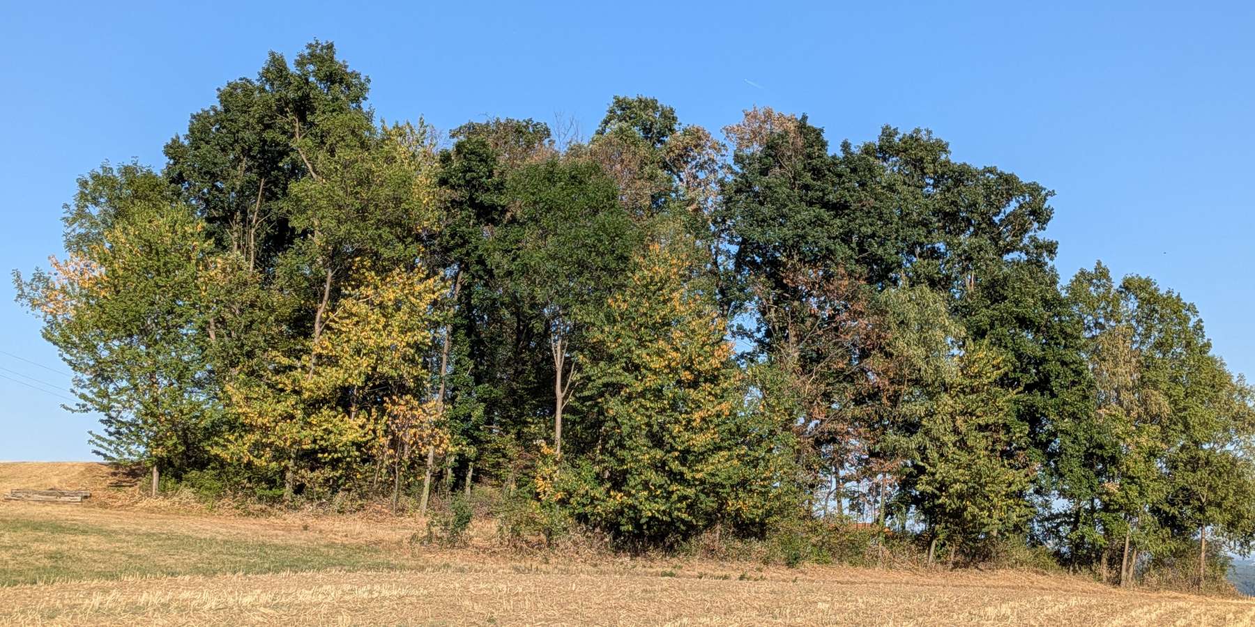 Verfärbte Laubbäume © LK Steiermark-Musch