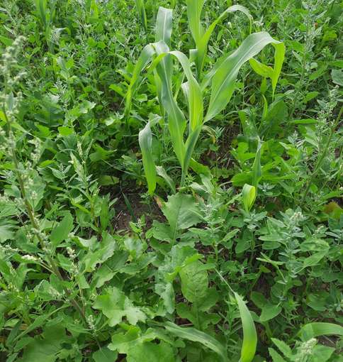 Sudangras und Meliorationsrettich von Variante 2_20260903_095356.jpg © BWSB