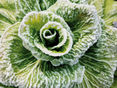 Gartentipp_frische Vitamine_Wolfgang Palme © Wolfgang Palme