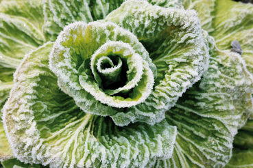 Gartentipp_frische Vitamine_Wolfgang Palme.jpg © Wolfgang Palme
