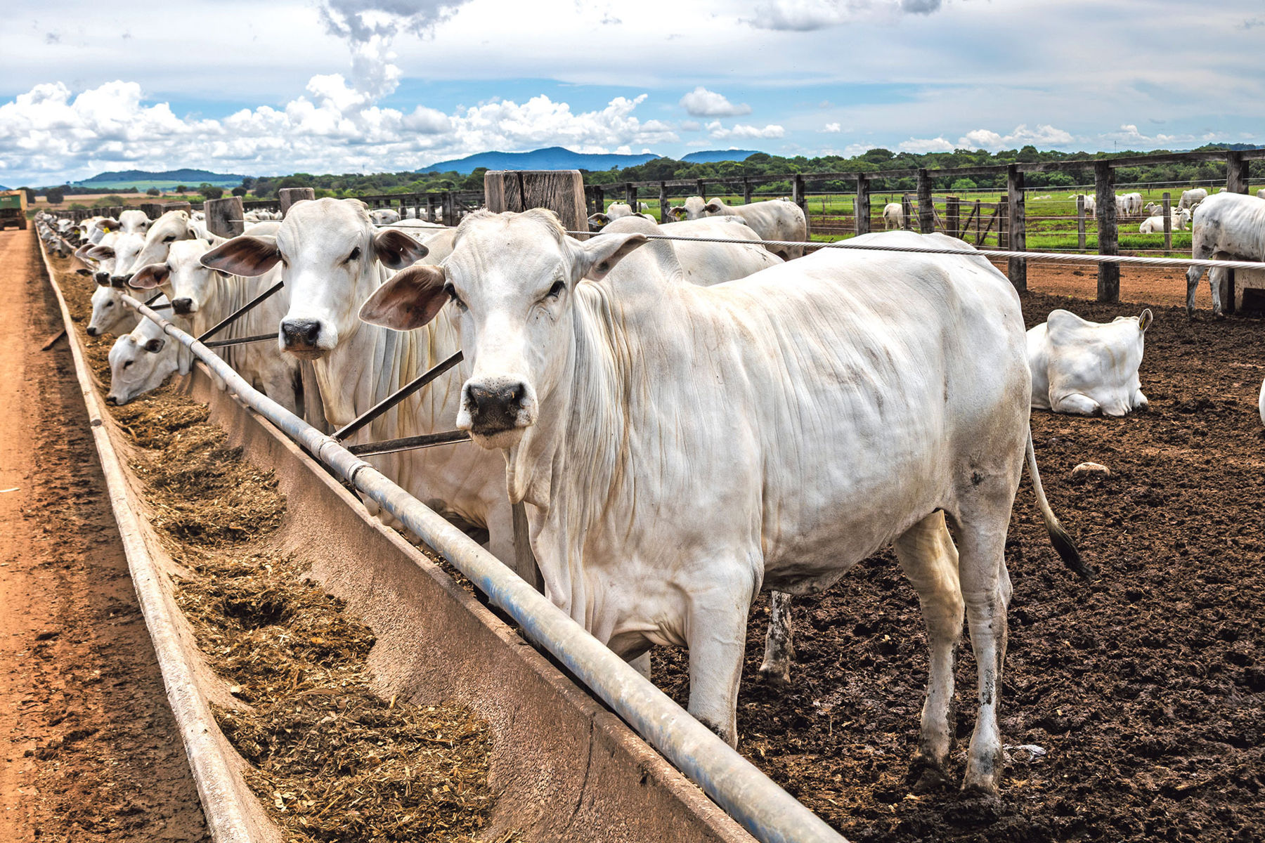Mercosur.jpg © AdobeStock