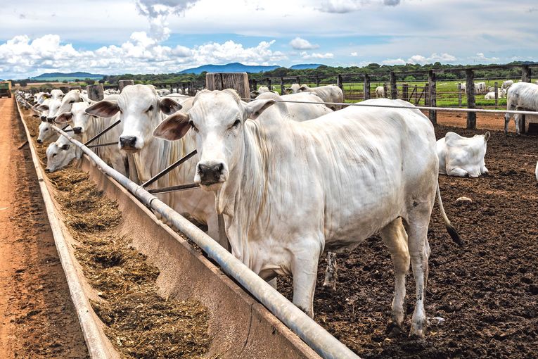 Mercosur.jpg © AdobeStock