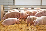 Schweine.jpg © AdobeStock_501471949