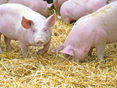 Schweine © AdobeStock_501471949