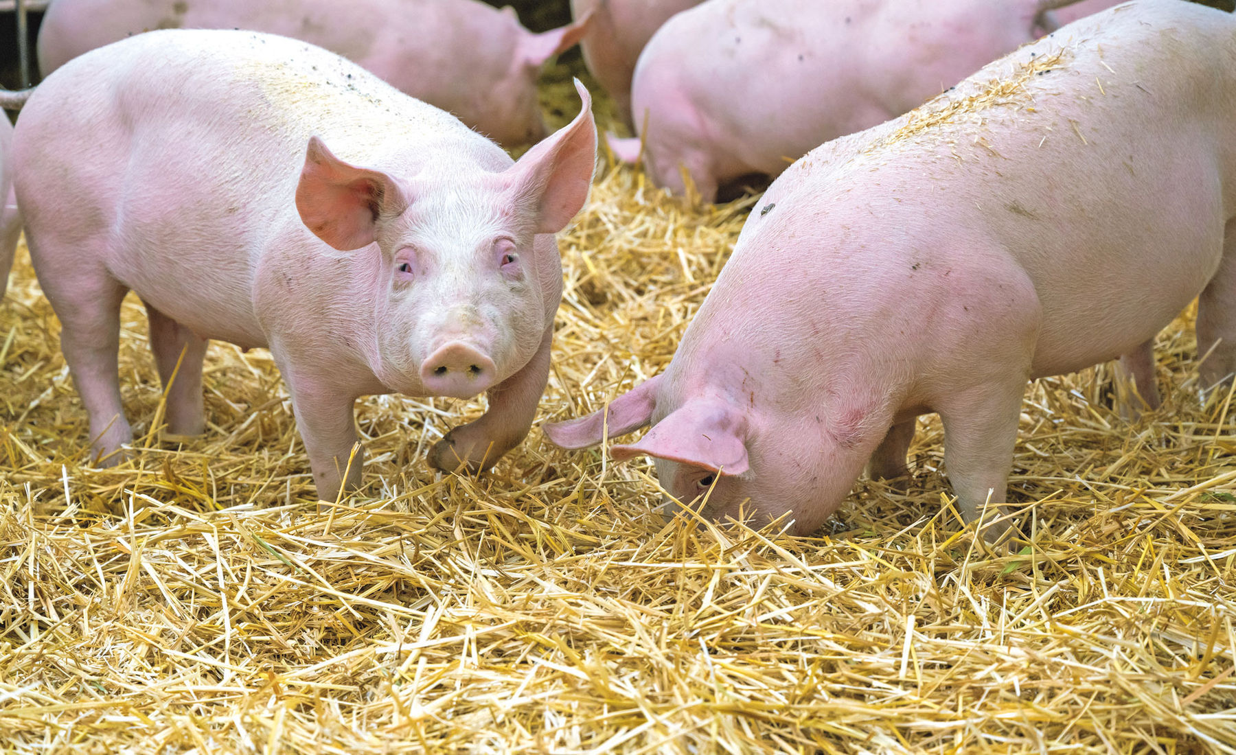 Schweine.jpg © AdobeStock_501471949