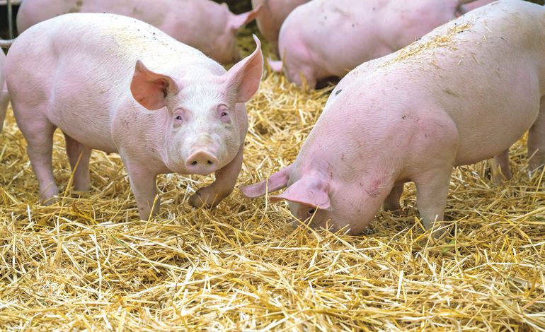 Schweine.jpg © AdobeStock_501471949