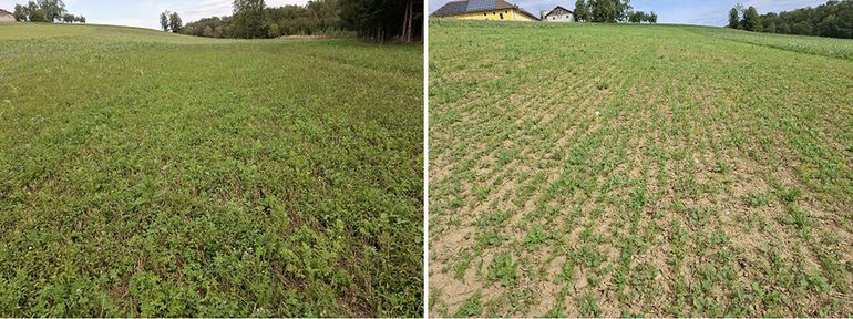 Links_Drohnensaat Versuchsmischung Drohnenfit_Saatbau_rechts_betriebsüblicher Anbau Mitte August.jpg © BWSB
