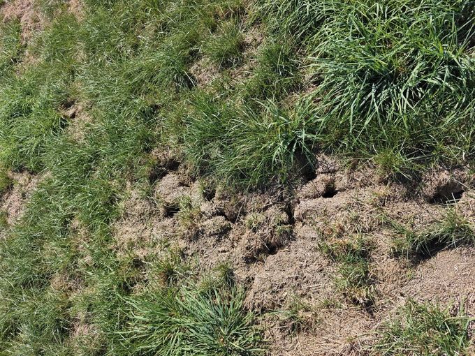 Feldmaus_Schaden.jpg © LK OÖ/Humer