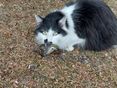 Katze mit Vogel © BWSB/Wallner