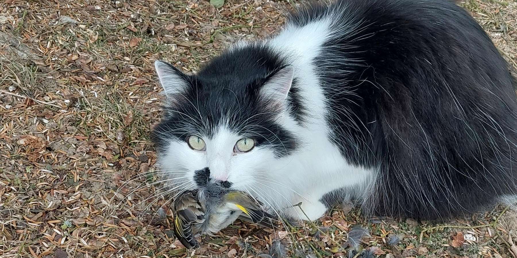 Katze mit Vogel.jpg © BWSB/Wallner