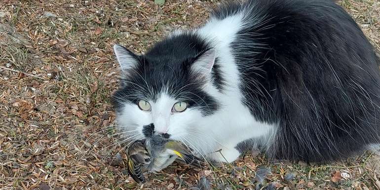 Katze mit Vogel.jpg © BWSB/Wallner