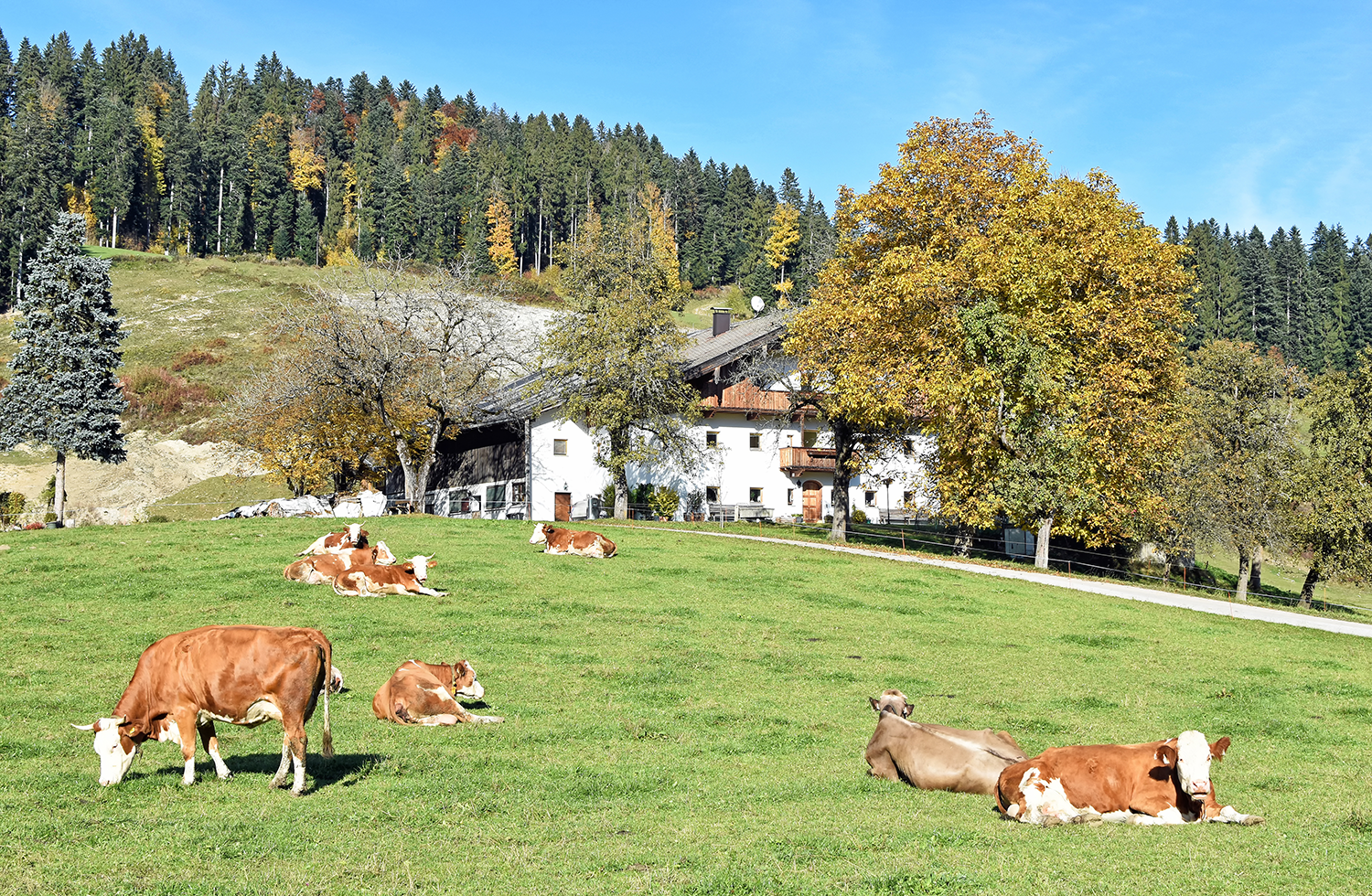 Bauernhof mit Kühen auf der Weide © frangipani – stock.adobe.com